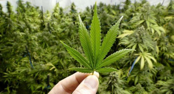 Médicos y pacientes ya pueden inscribirse en el registro de usuarios del cannabis medicinal | OnLivePy