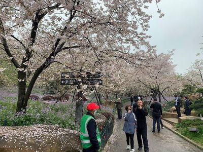 Un año después, Wuhan recupera su festival de los cerezos en flor