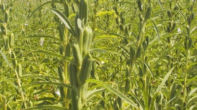 El sésamo: Un rubro alternativo y rentable para el Chaco Paraguayo