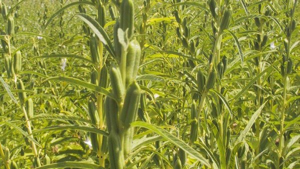 El sésamo: Un rubro alternativo y rentable para el Chaco Paraguayo