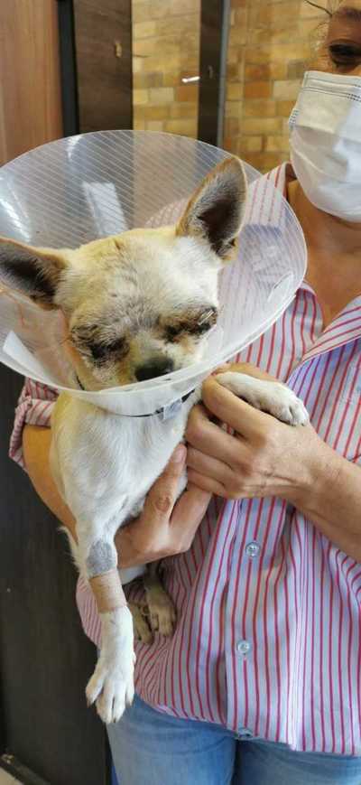¡Súper chihuahua! perrito salva a sus dueños del ataque de pitbulls