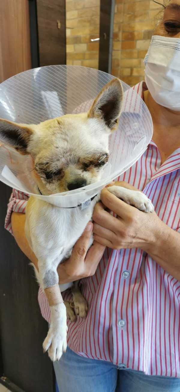 ¡Súper chihuahua! perrito salva a sus dueños del ataque de pitbulls