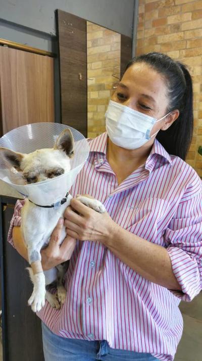 ¡Un chihuahua salva su casa, del ataque de pitbulls!