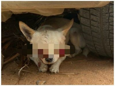 Chihuahua salvó a niña del ataque de dos pitbull