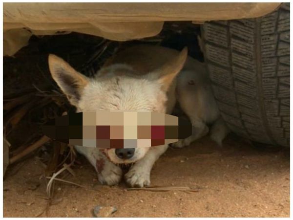 Chihuahua salvó a niña del ataque de dos pitbull