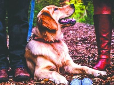 Opa el amor y le pidió G. 4 palos por perro que le regaló hace un año