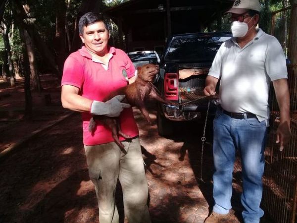 Hallan a un “jagua ybyguy” (Zorro vinagre) en zona de Santa Clara