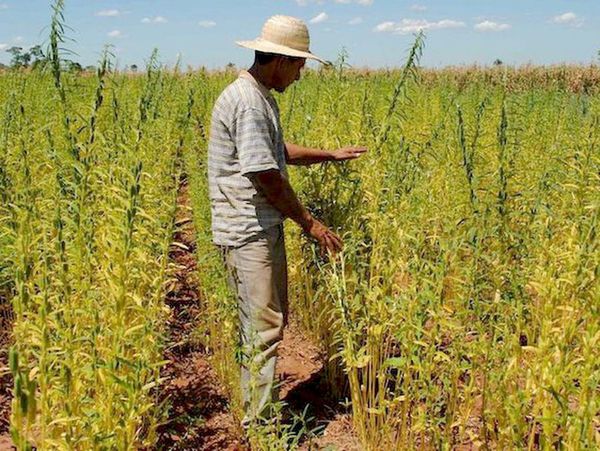 El sésamo: un rubro alternativo y rentable para el Chaco paraguayo