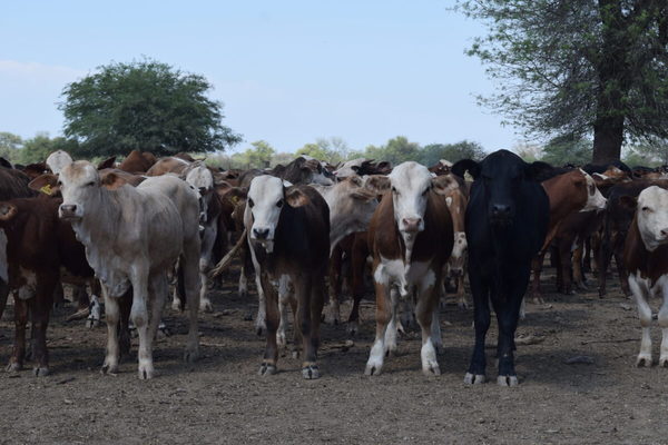 Brasil: estiman que escasez de ganado se extienda hasta 2022