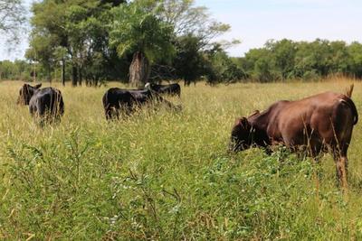 Ganaderos de Humaitá logran excelente desarrollo de una nueva variedad de pastura | .::Agencia IP::.