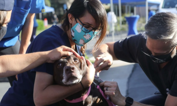 Variante británica del covid-19 también afecta a perros y gatos