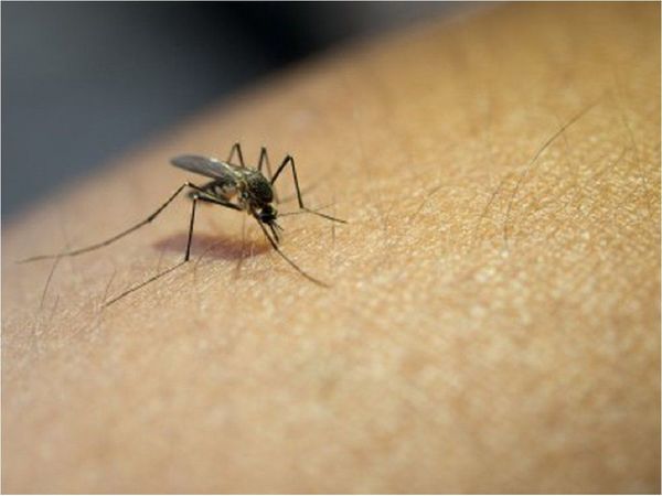 Casos de dengue "se encuentran estabilizados", según Senepa