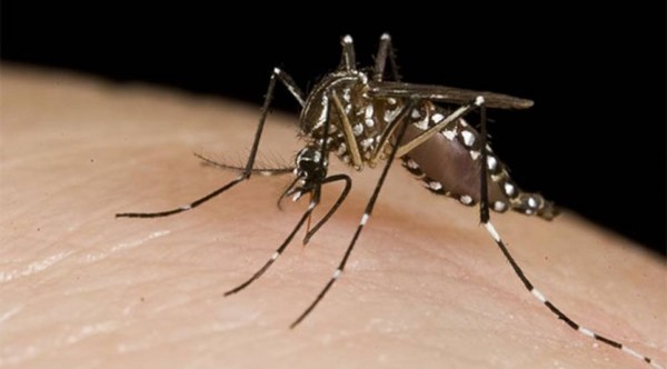 Titular de SENEPA confirma que casos de Dengue se encuentran estabilizados
