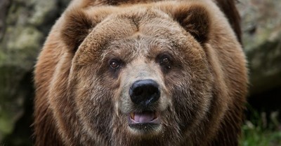 “Pablo EskoBear”, el oso que se tragó más de 30 kilos de cocaína y cuya historia llegará al cine - C9N