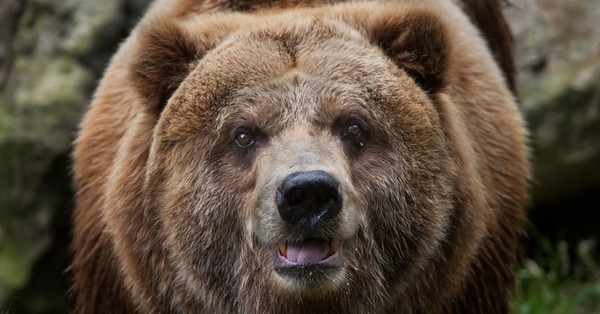 “Pablo EskoBear”, el oso que se tragó más de 30 kilos de cocaína y cuya historia llegará al cine - C9N