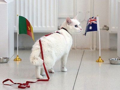 El gato oráculo del Mundial 2018 predecirá varios partidos de la Eurocopa