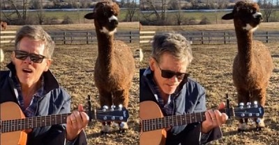 Los Backstreet Boys, una guitarra y una alpaca: el video de Kevin Bacon que triunfa en TikTok - C9N