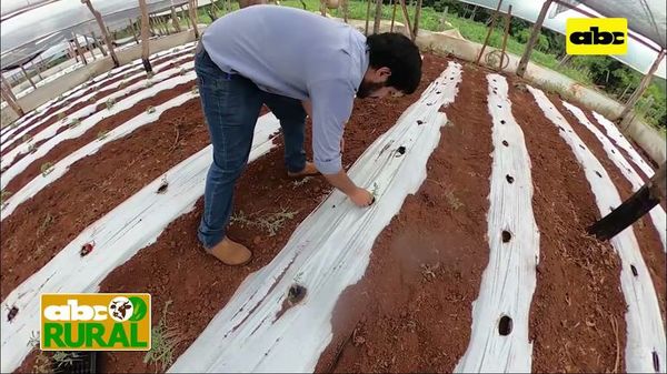 ABC Rural: pruebas a campo de variedades de tomate híbrido - ABC Rural - ABC Color