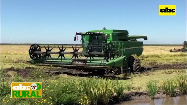 ABC Rural: jornada de campo de arroz en estancia 7 Puntas de GPSA - ABC Rural - ABC Color