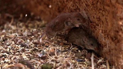 Incontrolable plaga de ratones asola varias áreas rurales en Australia | Ñanduti
