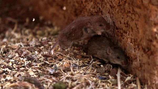 Incontrolable plaga de ratones asola varias áreas rurales en Australia | Ñanduti