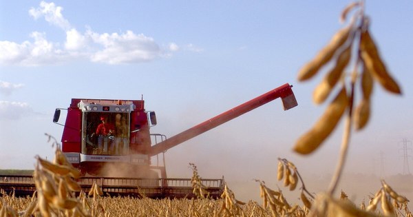 La Nación / Molienda de oleaginosas se redujo en un 80% en el 1er. bimestre del año