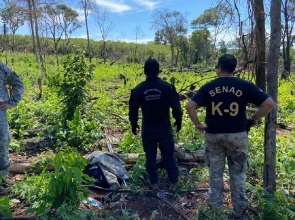 Senad destruye tres hectáreas de marihuana en Pedro Juan Caballero