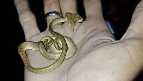 Descubren serpiente con dos cabezas en Bali (video) - El Trueno