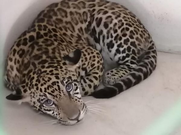 Xena, la nueva habitante de un refugio faunístico de Yacyretá - El Trueno
