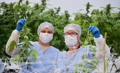 Diario HOY | La ONU, preocupada por el incremento de consumidores de cannabis en Uruguay