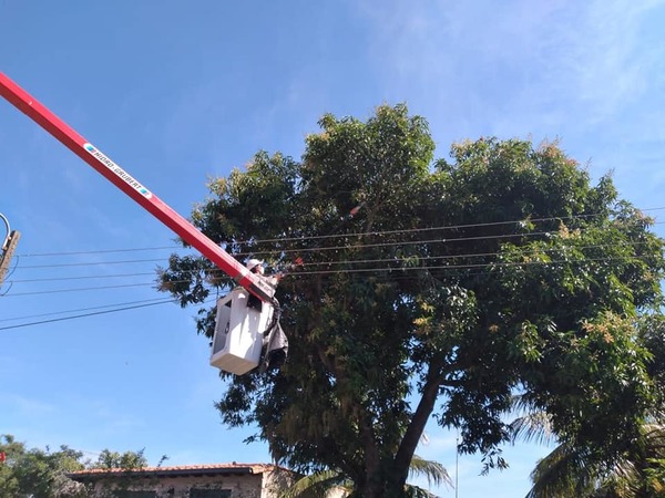 Árboles bajo el tendido eléctrico son un verdadero dolor de cabeza para la ANDE - La Clave