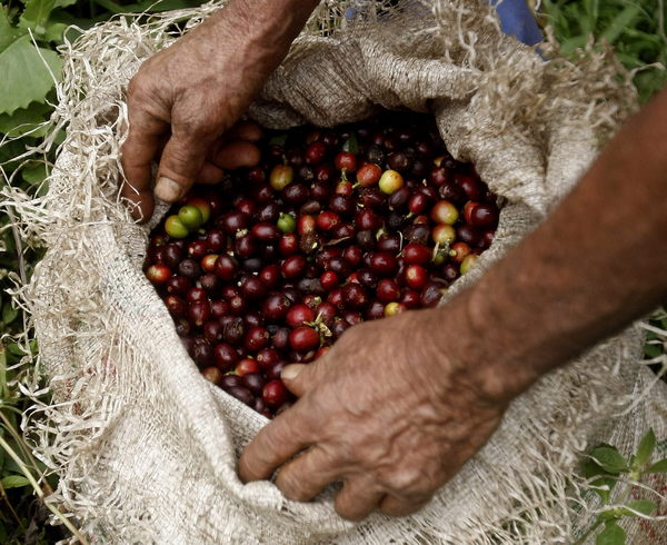 Los cafeteros colombianos esperan producir seis millones de sacos en el semestre - MarketData