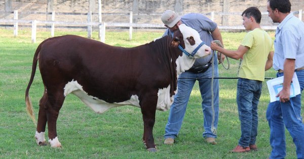La Nación / Productores de braford y hampshire down ansían realizar buenos negocios en feria