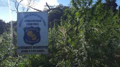 Destruyen dos hectáreas de marihuana en Caaguazú - Noticiero Paraguay
