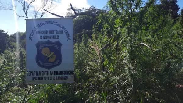 Destruyen dos hectáreas de marihuana en Caaguazú - Noticiero Paraguay