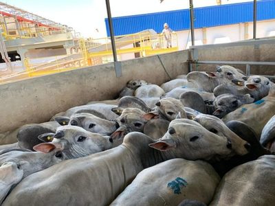 Ganado gordo se mantendría arriba de US$ 3 durante el primer semestre, dijo comprador de Athena