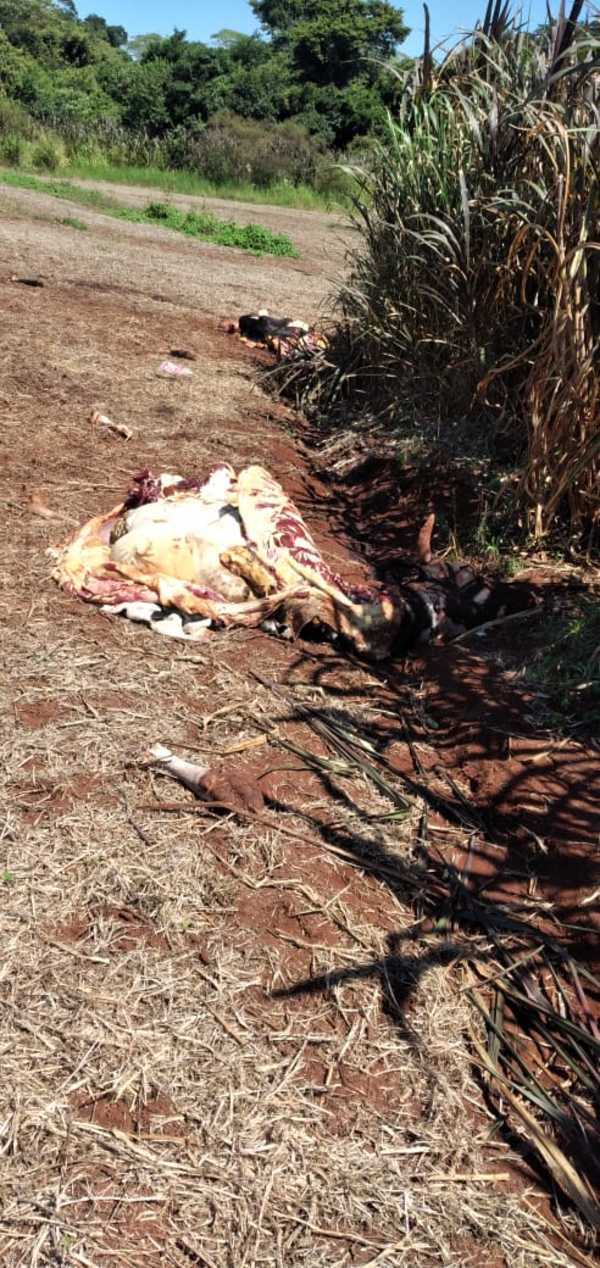 Productores de Cedrales denuncian insostenible ola de abigeato en la zona - La Clave