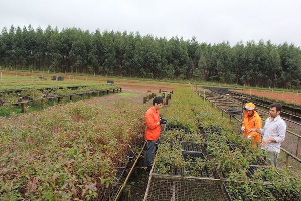 Registro forestal: Infona extendió el plazo de renovación del pago