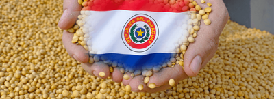 Marroquíes muestran interés por la soja y maíz paraguayo