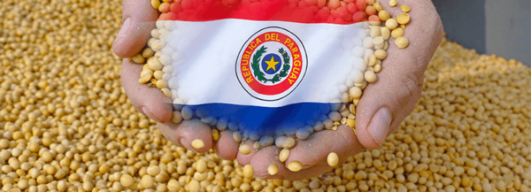 Marroquíes muestran interés por la soja y maíz paraguayo