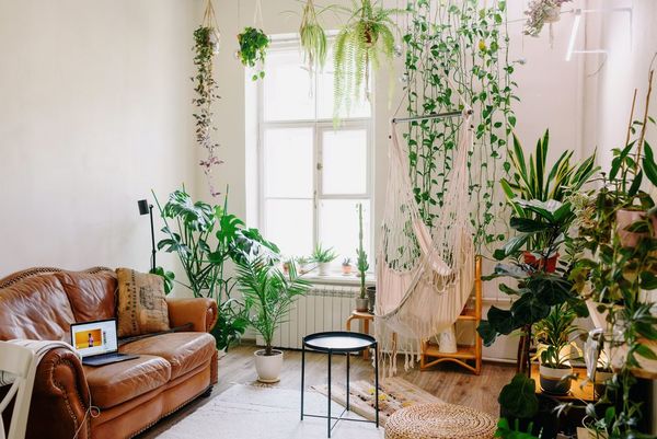 Tres de las mejores plantas para tus ventanas más soleadas