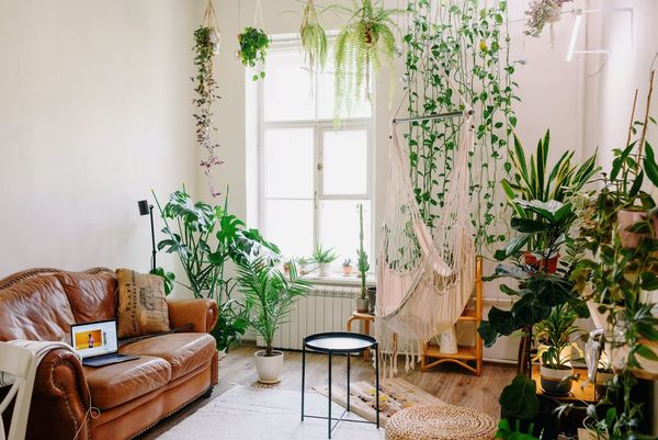Tres de las mejores plantas para tus ventanas más soleadas
