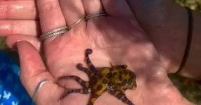 Mujer tomó en sus manos a un pequeño pulpo sin saber que es uno de los animales más peligrosos del mundo - C9N