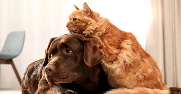 Estudio señala que la variante británica del Covid-19 también podría afectar a perros y gatos - C9N
