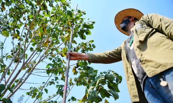 Preservan áreas boscosas con restauración y campañas de concienciación