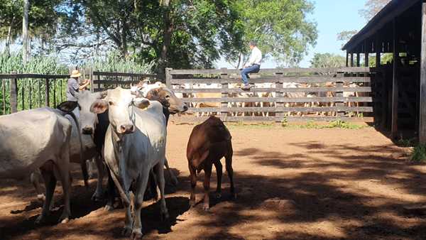 Banda de abigeos lleva casi 50 cabezas de ganado de una estancia | Radio Regional 660 AM