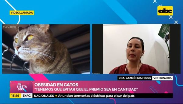 Obesidad en gatos - Ensiestados - ABC Color