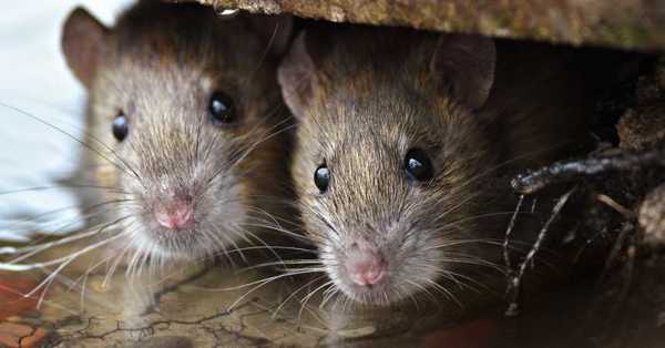 La plaga de ratones que está azotando el oeste de Australia - C9N