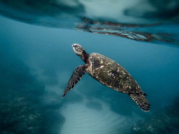 Tiburones, pingüinos y tortugas nadan de forma muy parecida
