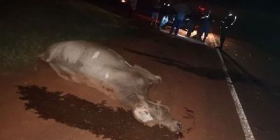 Motociclista muere tras chocar contra un vacuno en Chiriguelo